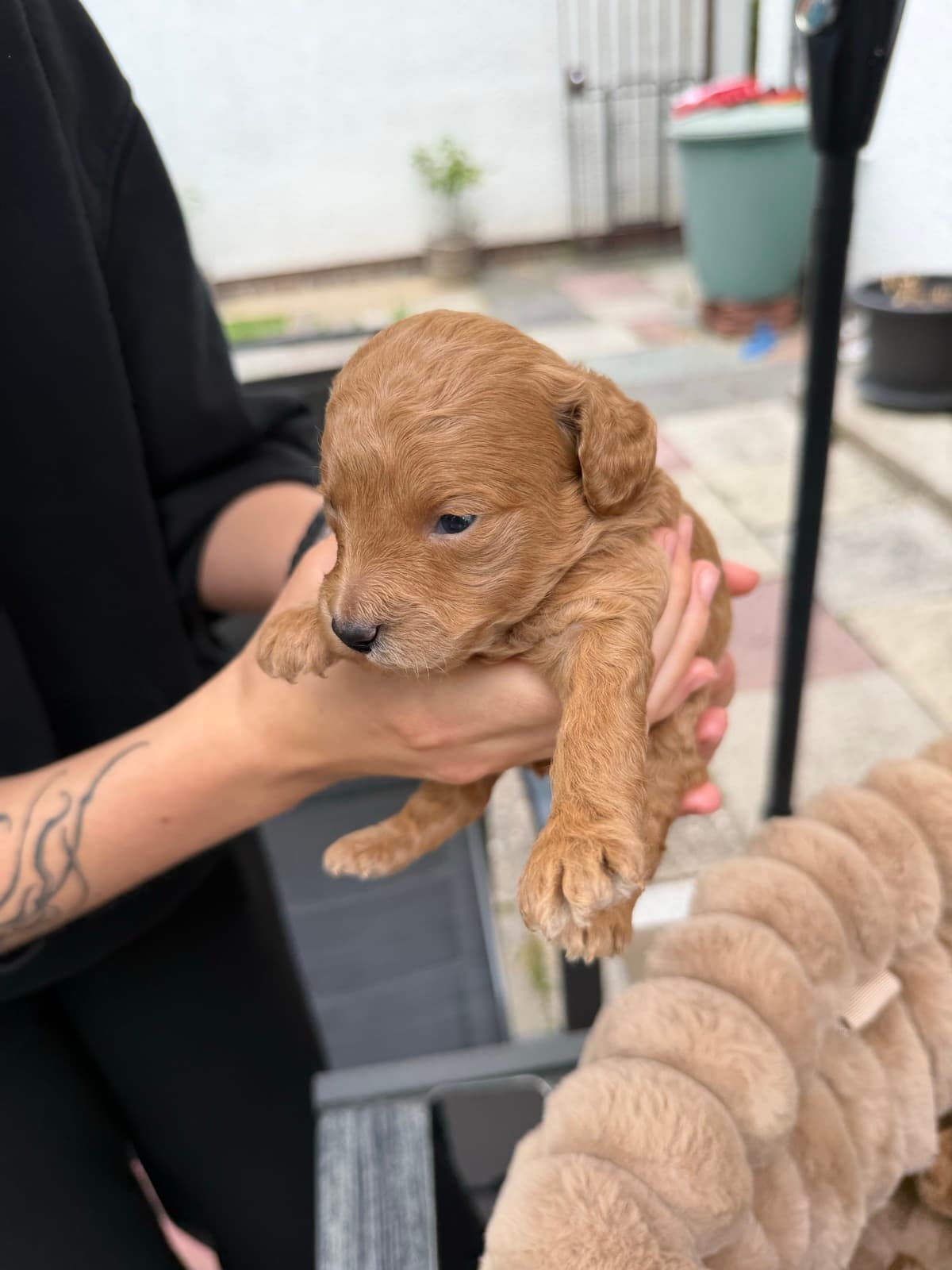 Maple as a few-weeks-old puppy, held in two hands out on the patio