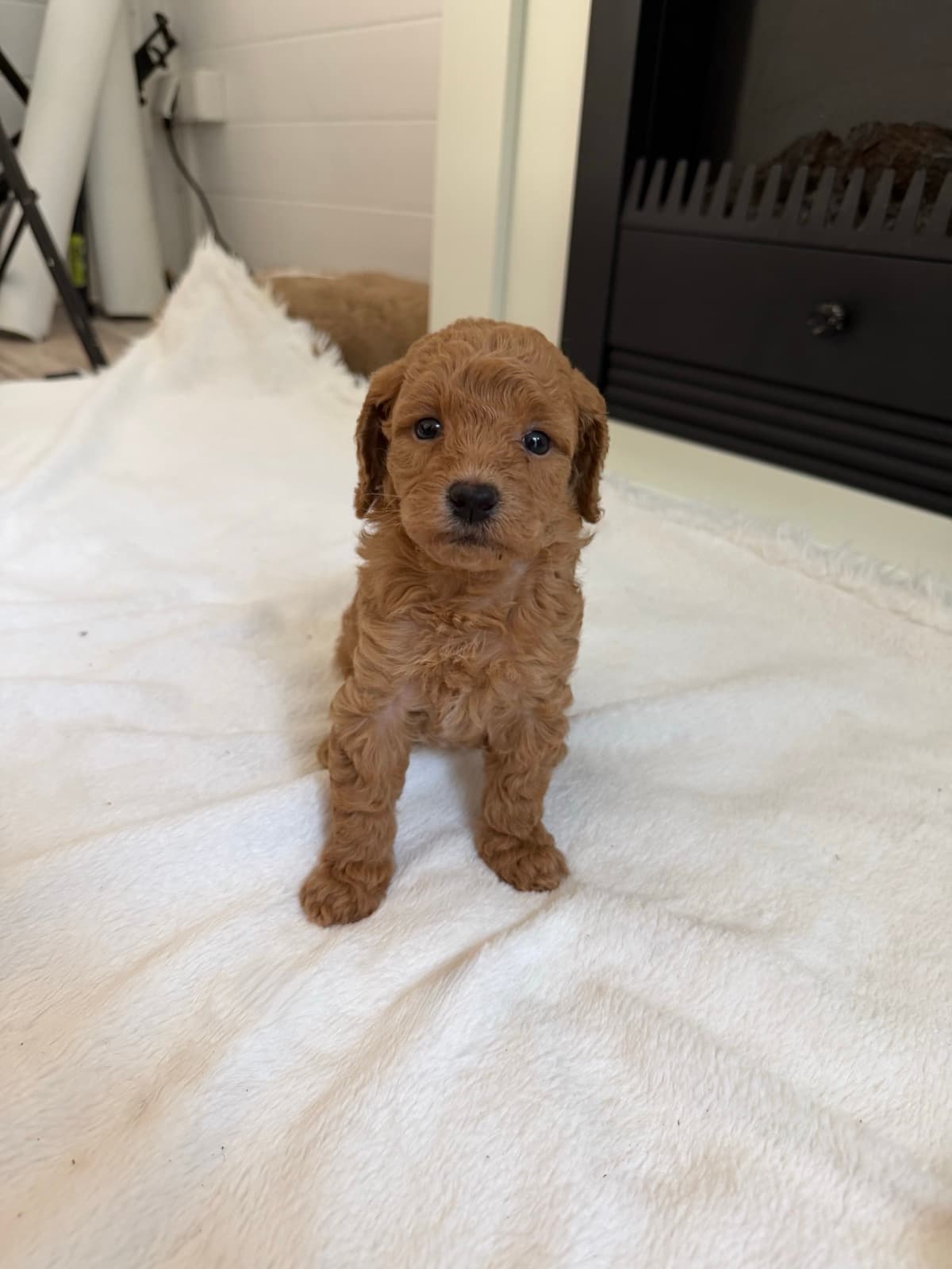 Maple standing on a white blanket, facing the camera