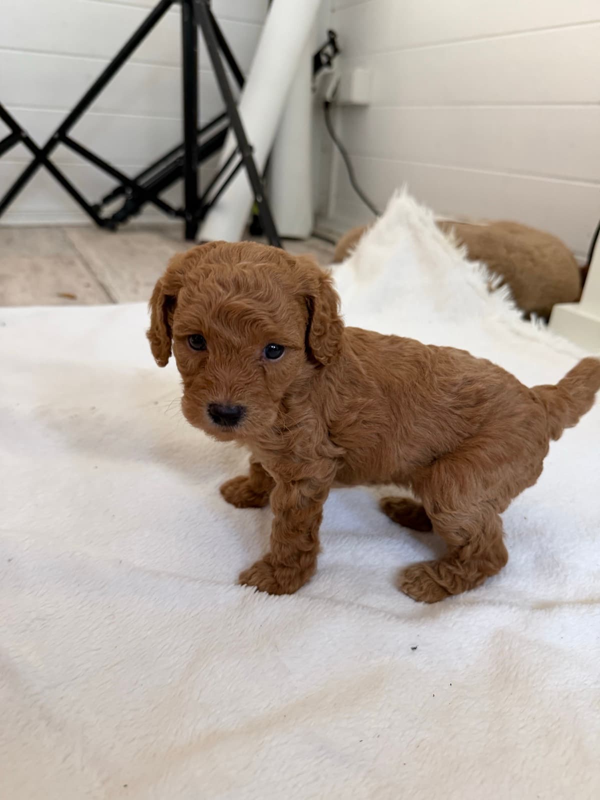 Maple sitting on the same blanket, glancing to the side