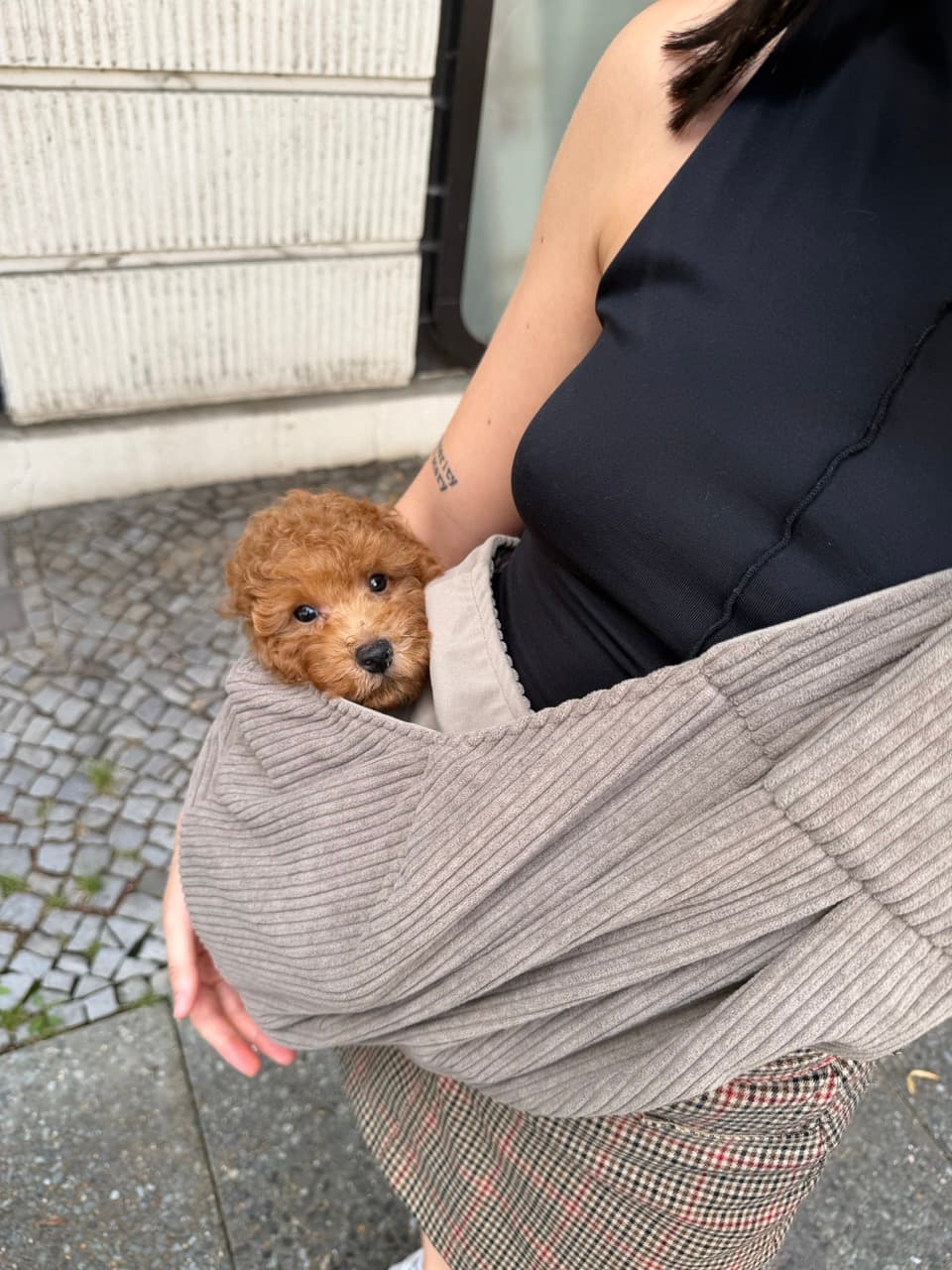 Maple as a puppy peeking out of a beige sling carrier, held close on a cobbled street