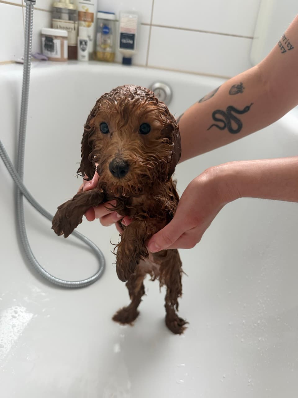 Soaking wet Maple standing in the bathtub, held steady by two hands
