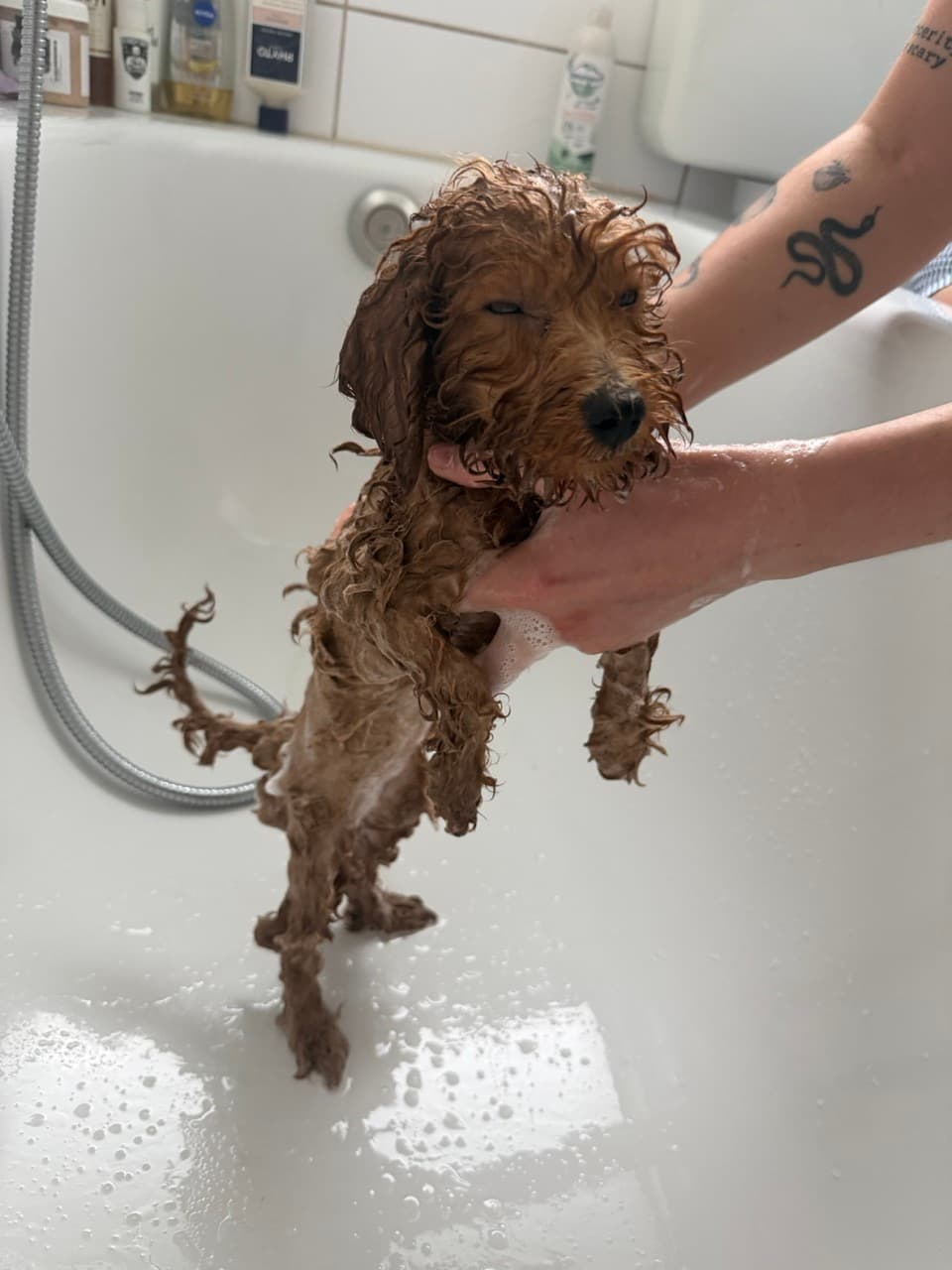 Maple mid-bath with her eyes squeezed shut while she gets soaped up