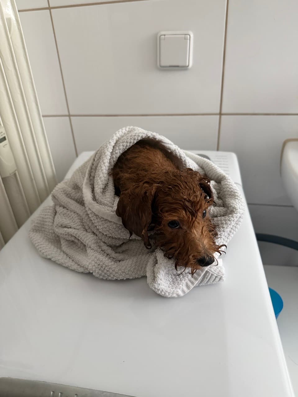Maple bundled in a white towel afterwards, still damp and unimpressed