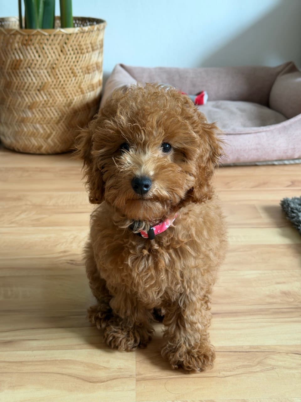 Maple before her haircut, fur looking wild and shaggy, sitting by her bed