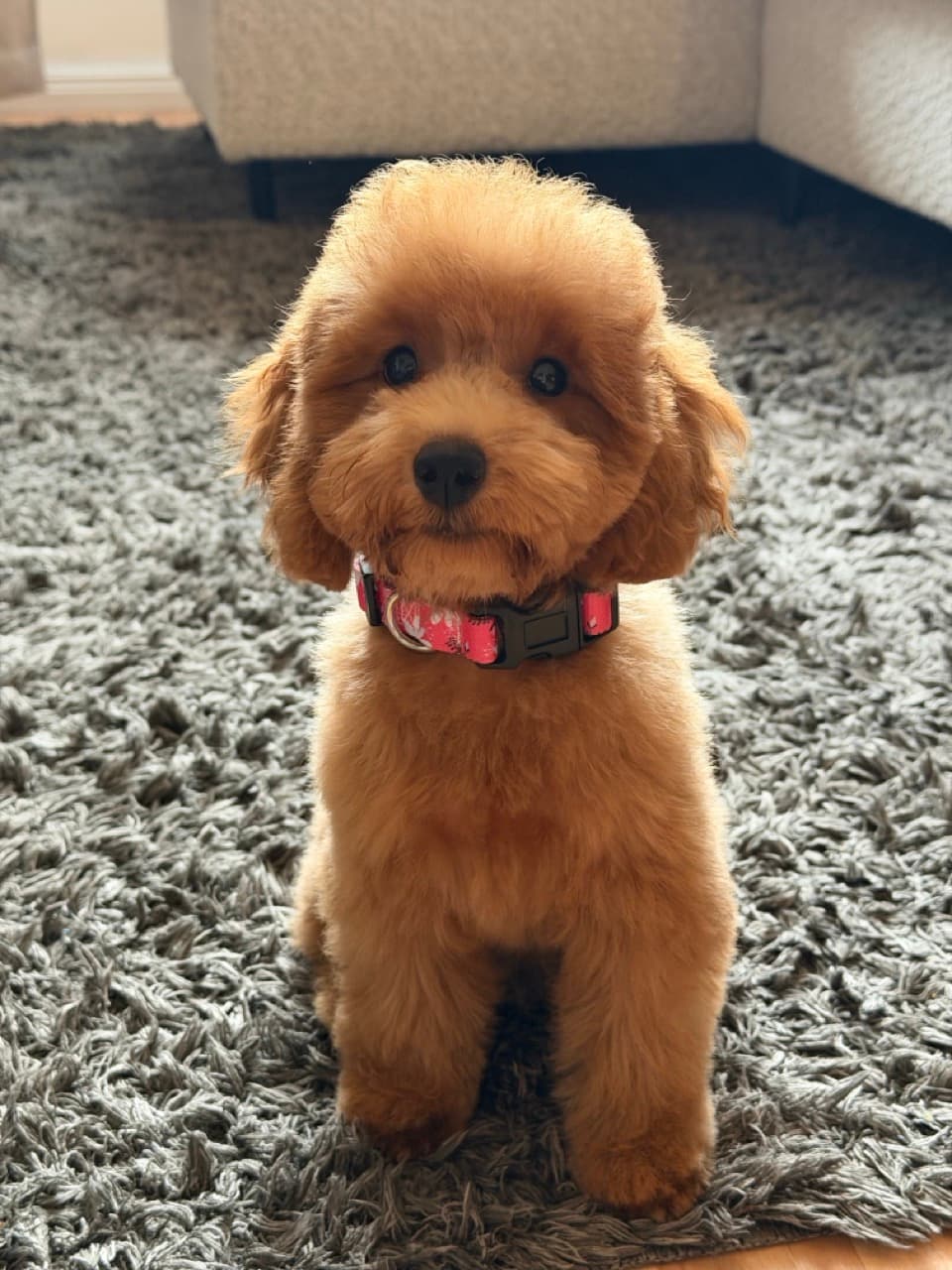 Maple after her haircut, fur neatly trimmed and fluffy, sitting on a rug